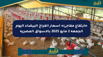 «ارتفاع مفاجئ» أسعار الفراخ البيضاء اليوم الجمعة 2 مايو 2025 بالأسواق المصرية